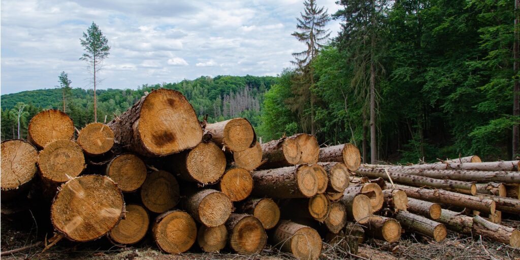 Як зручно та вигідно придбати деревину